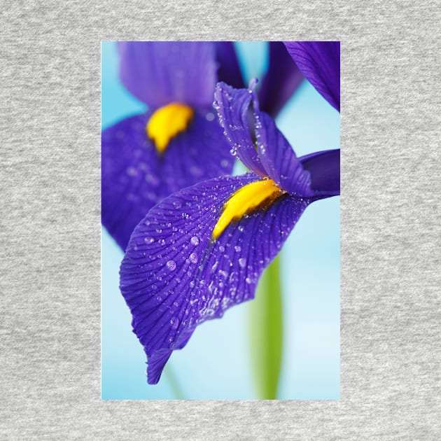 Iris  'Blue Pearl'  Dutch iris by chrisburrows